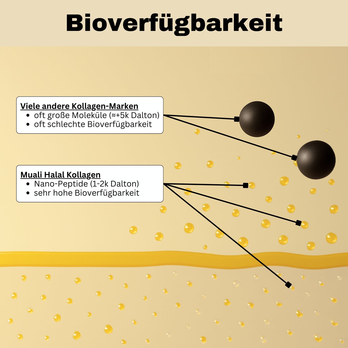 Bioverfügbarkeit